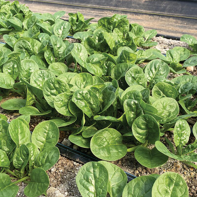 Tarsier Savoyed-Leaf Spinach