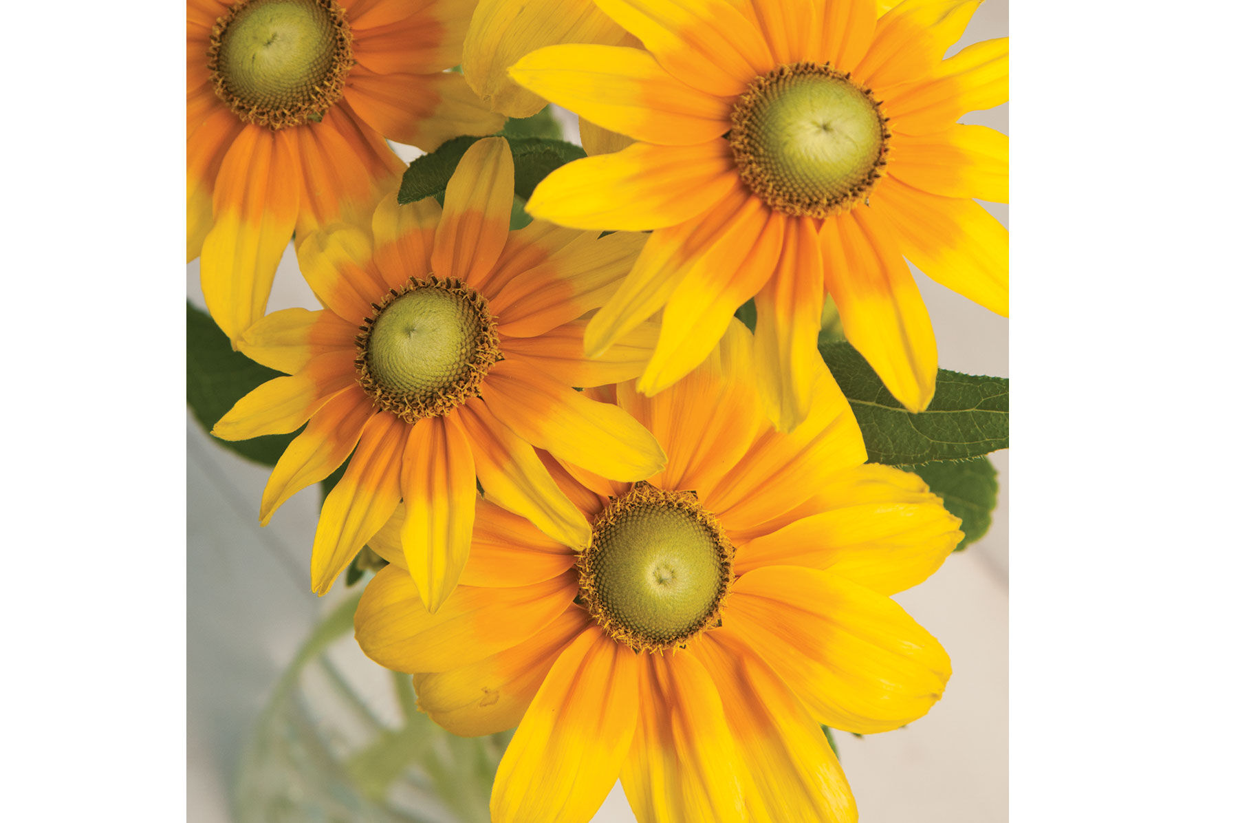 Johnny's Selected Seeds Prairie Sun Rudbeckia Seed