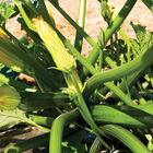 Spineless Perfection Summer Squash