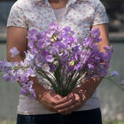 Elegance Lavender Sweet Peas