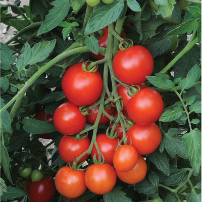 Mountain Magic Mountain Magic Cocktail Tomatoes