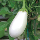 Torori Italian Eggplants