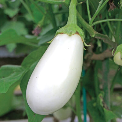 Torori Italian Eggplants