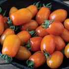 Mimosa Grape Tomatoes