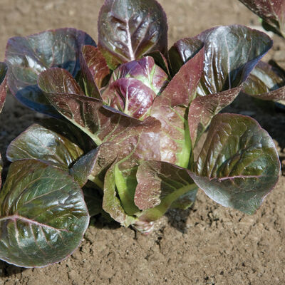 Breen Breen Romaine Lettuce (Cos)