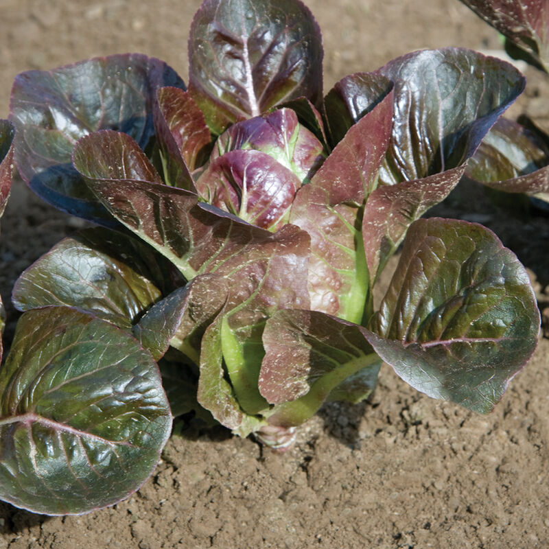 Breen Romaine Lettuce (Cos)