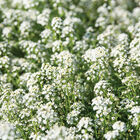 Sweet Alyssum Alyssum