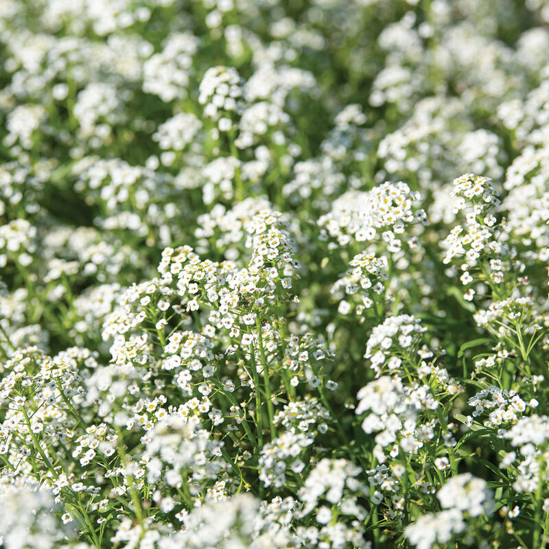 Sweet Alyssum Alyssum