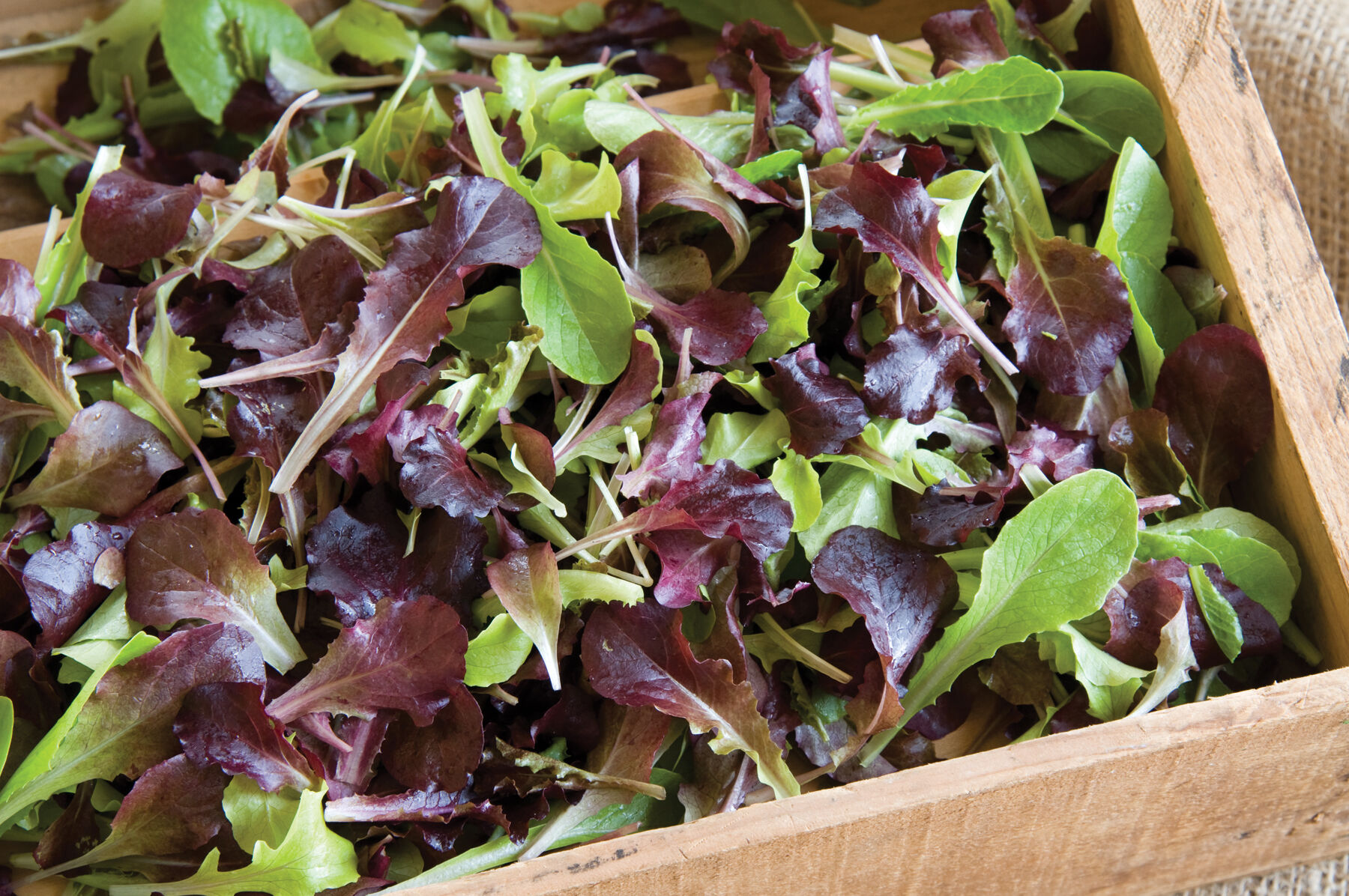 枝・実・果実 leafy Wildfire Lettuce Mix - Lettuce Seeds | Johnny's Selected Seeds