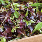 Wildfire Lettuce Mix Lettuce Mixes
