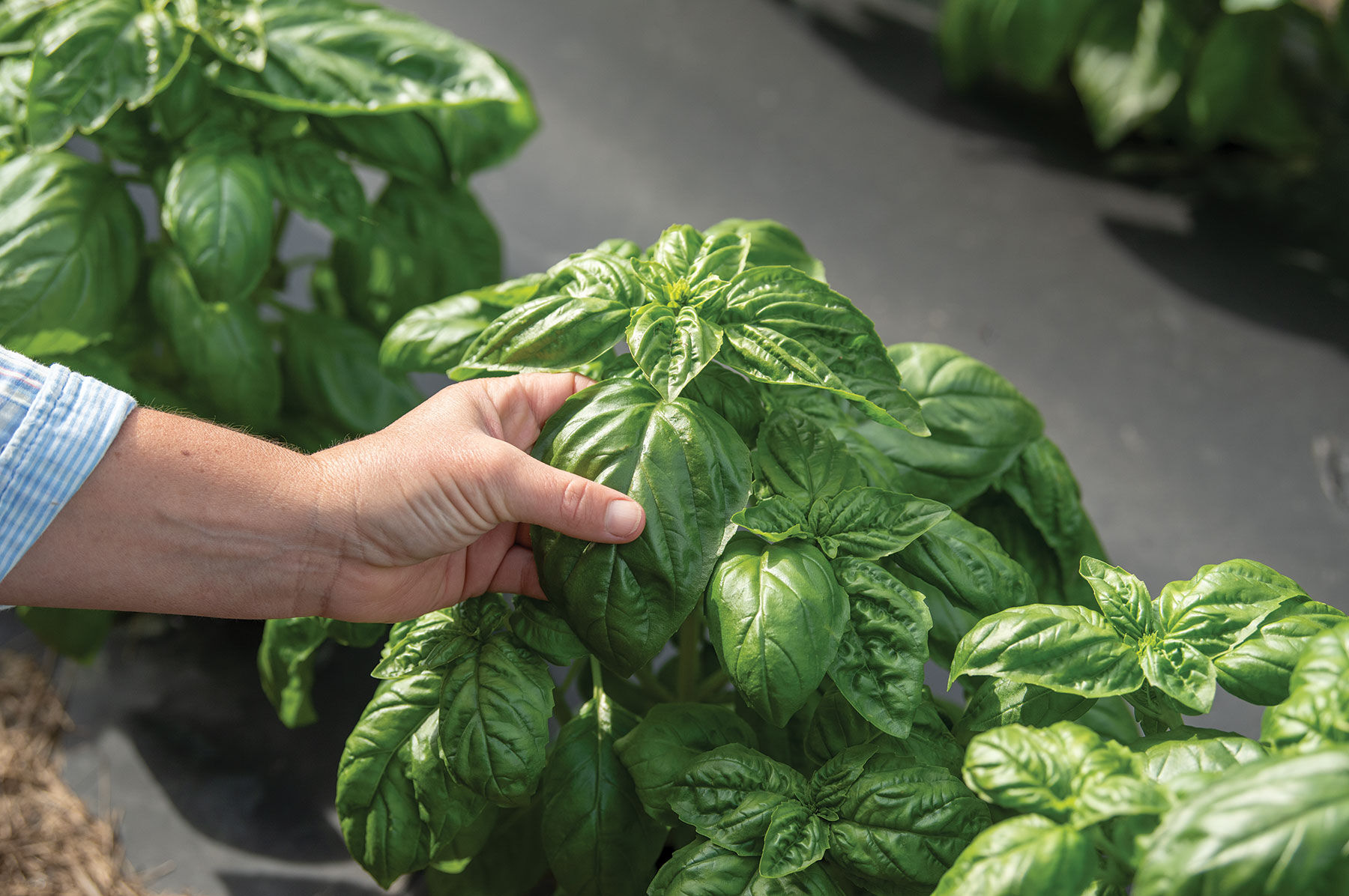 Winner - Basil Seed | Johnny's Selected Seeds
