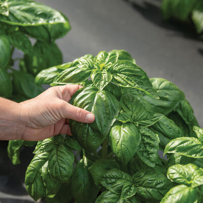 Winner Genovese Basil