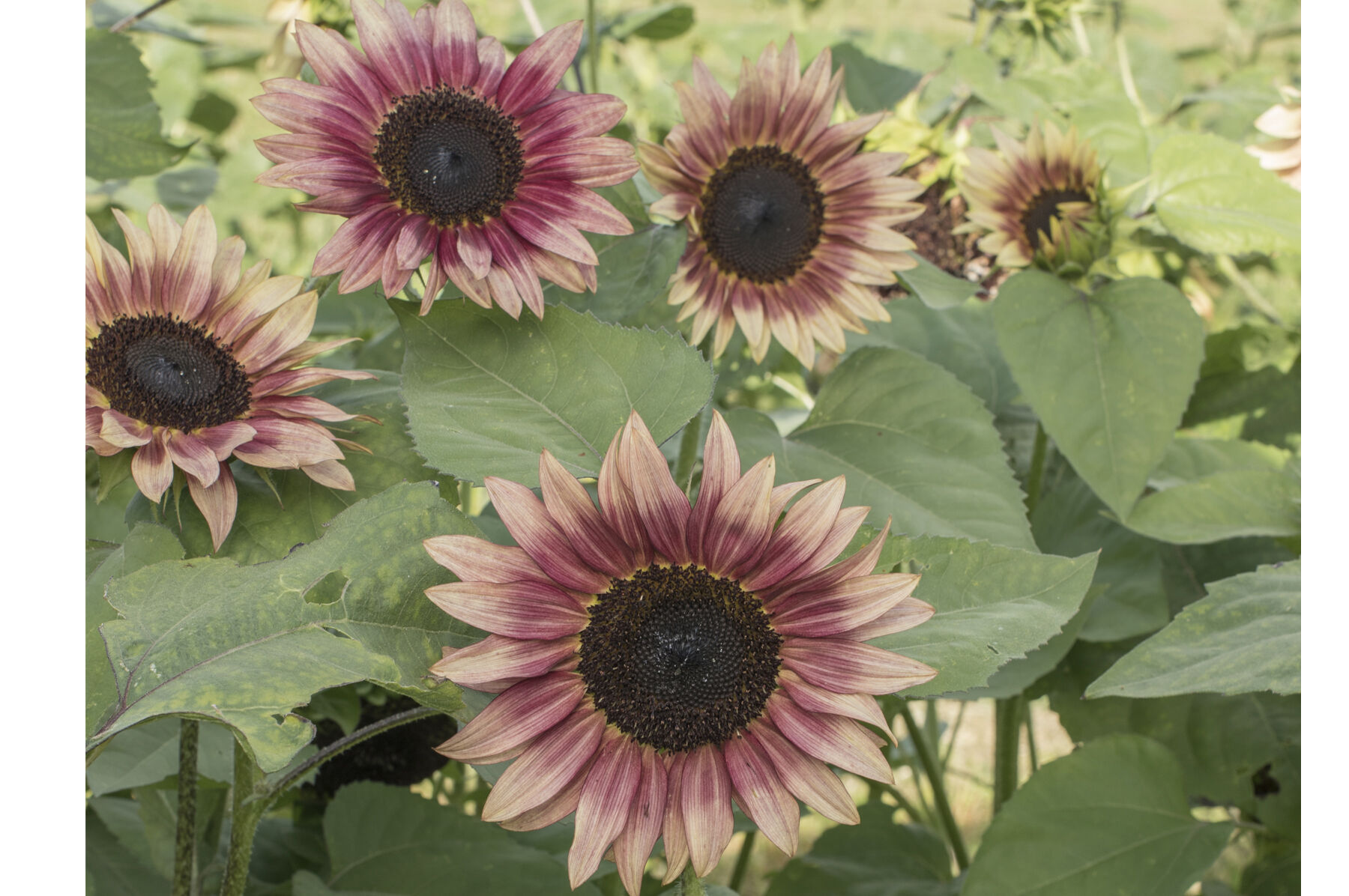 Strawberry shop blonde sunflowers