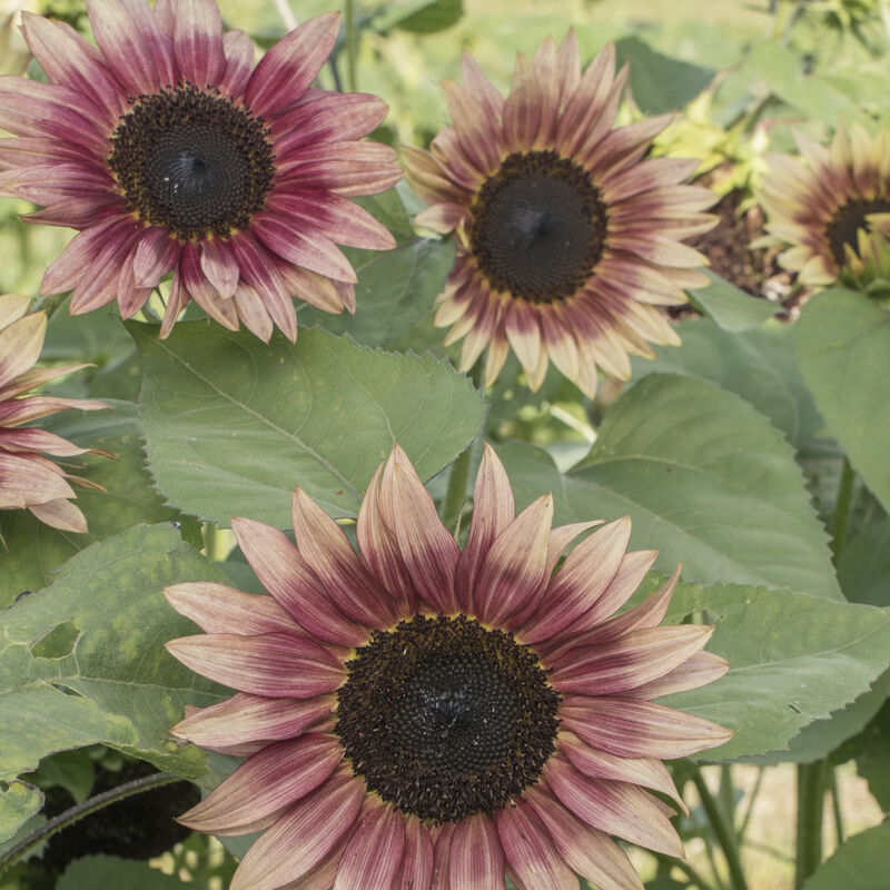 Strawberry Blonde Tall Sunflowers