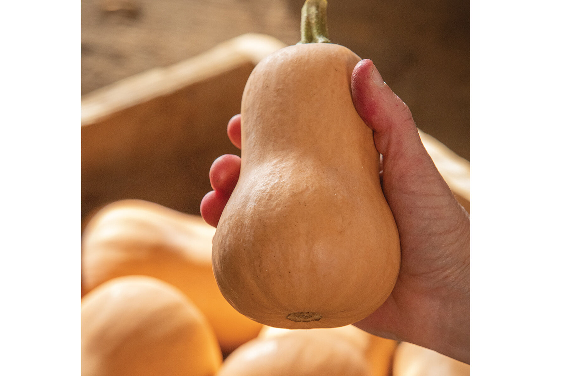 Butterbaby Winter Squash