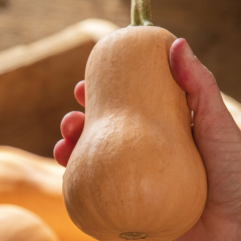 Butterbaby Winter Squash