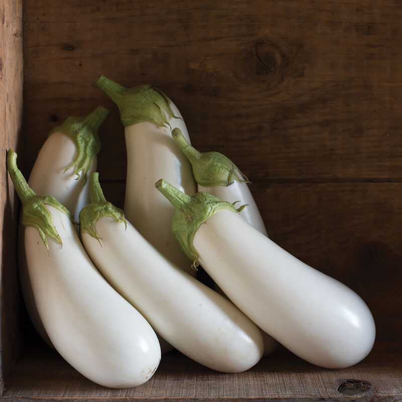 Aretussa Italian Eggplants