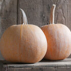 Winter Luxury Pie Pumpkins