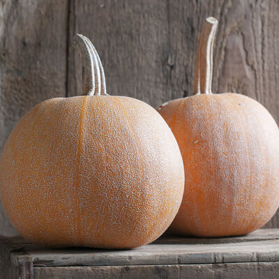 Winter Luxury Pie Pumpkins