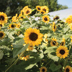 Gold Rush Tall Sunflowers