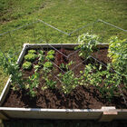 Pea Fence – 40" Cages & Fences