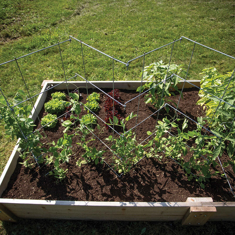 Pea Fence – 40" Cages & Fences