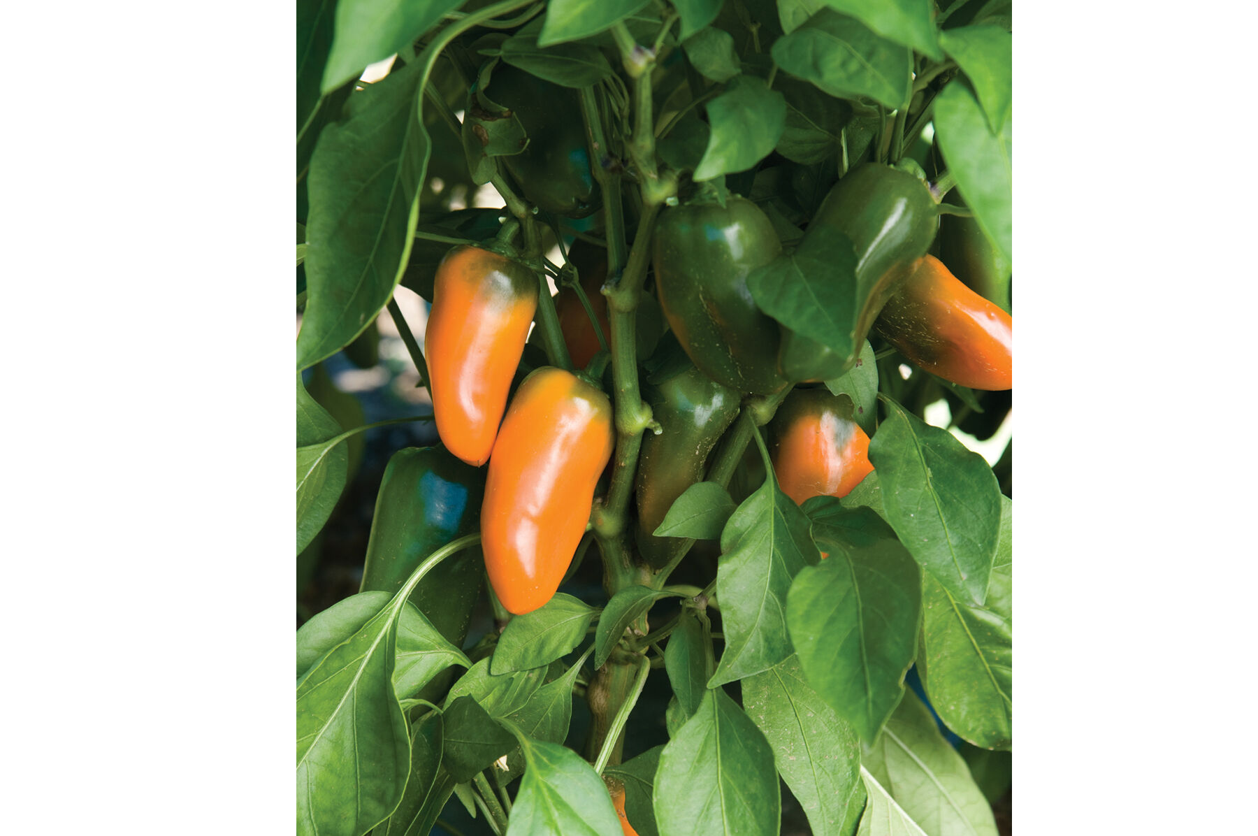 Lunchbox Orange Sweet Peppers