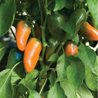 Lunchbox Orange Lunchbox Orange Sweet Peppers