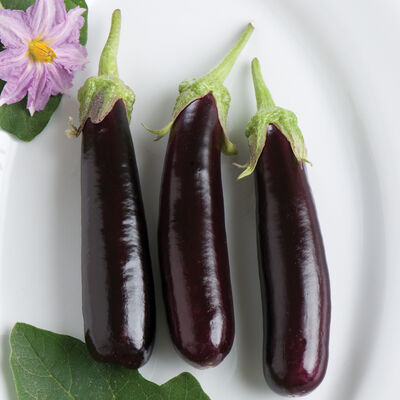 Hansel Hansel Mini Eggplants