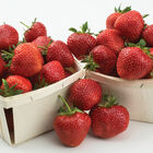 Yambu – Spring-Planted Strawberry Bare-Root Plants