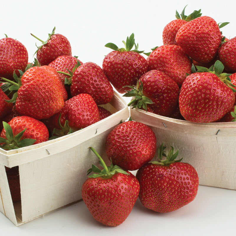 Yambu – Spring-Planted Strawberry Bare-Root Plants