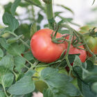 Enroza Beefsteak Tomatoes