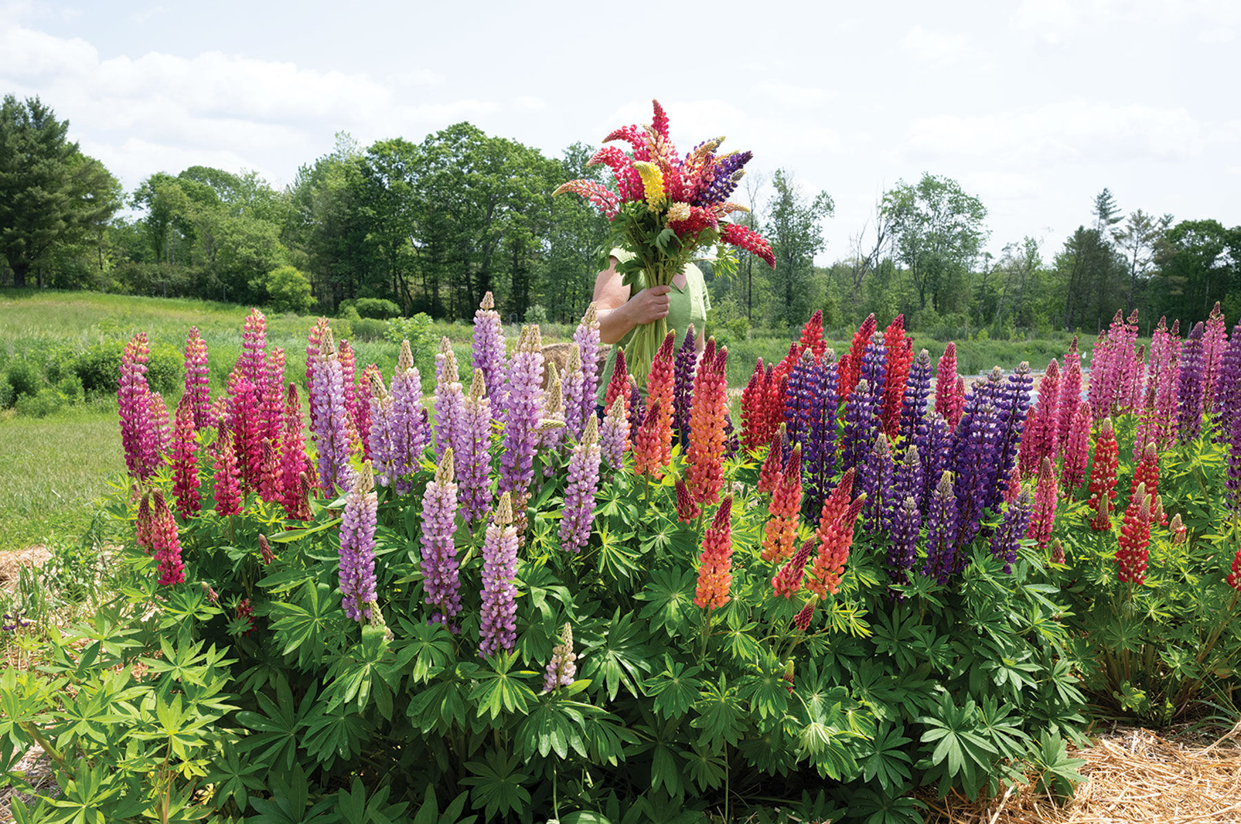 Russell's Formula Mix Lupine