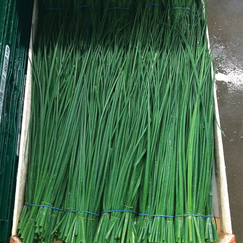 Nelly Standard Chives