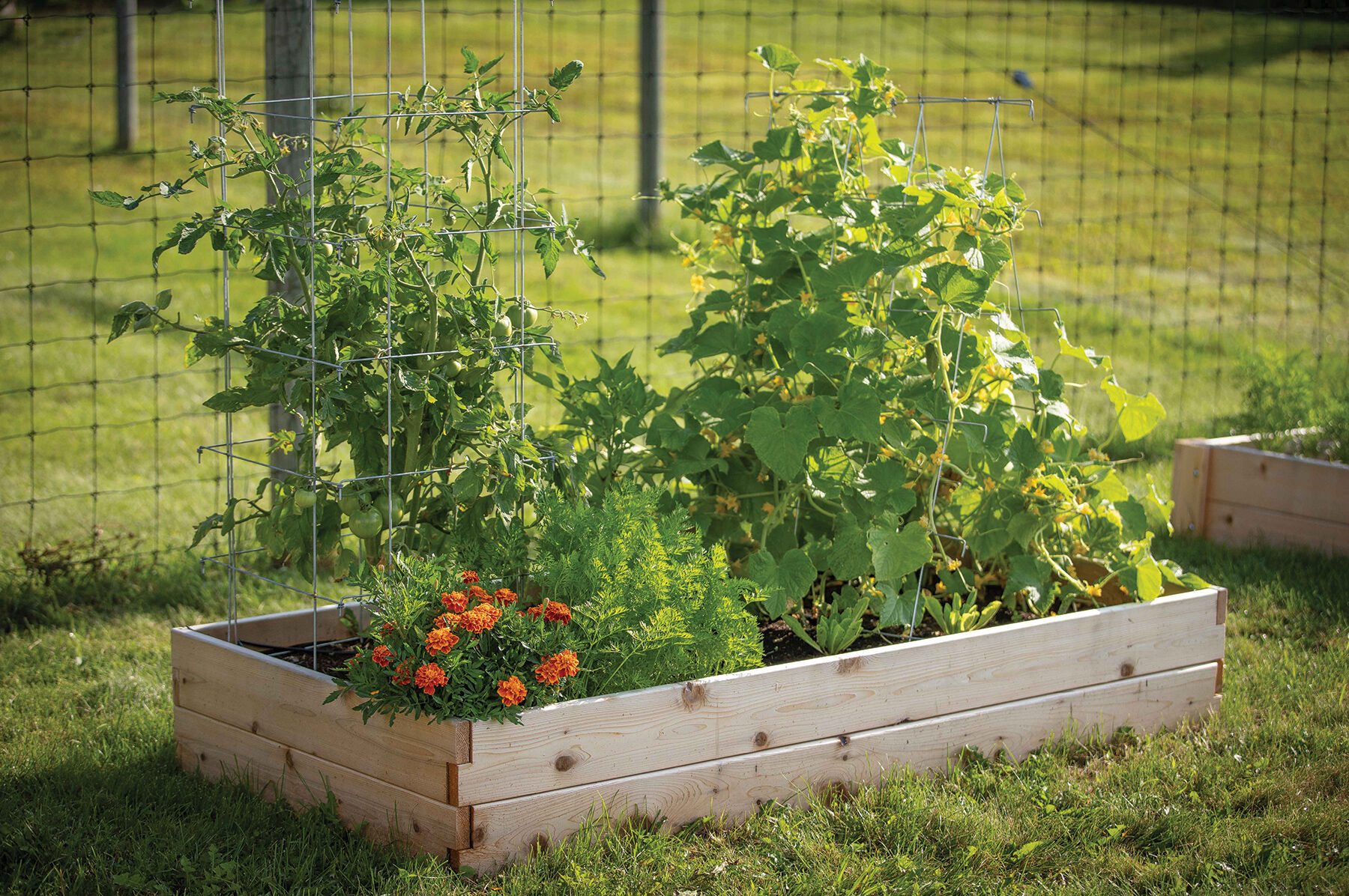 Cedar Raised Garden Bed – 3' x 6' | Johnny's Selected Seeds