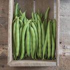 Provider Provider Bush Beans