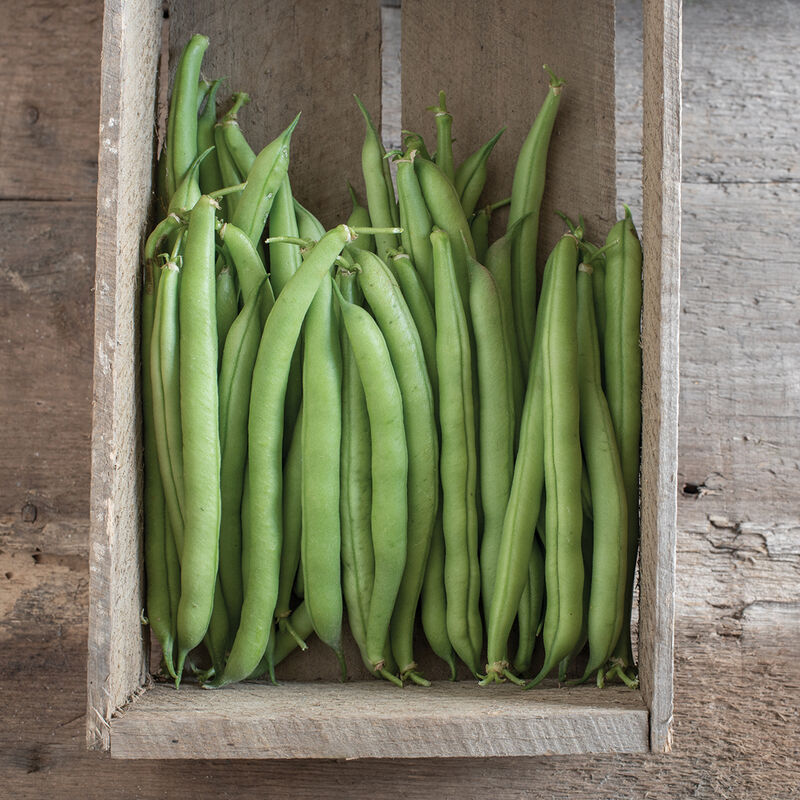 Provider Provider Bush Beans