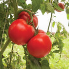 Bigdena Beefsteak Tomatoes
