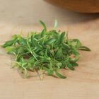 Cilantro, Monogerm Microgreen Herbs