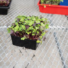 Polypro 5x5 Insert Pots – Black, 8 Count Plastic Pots
