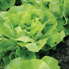 Mirlo Butterhead Lettuce (Boston)