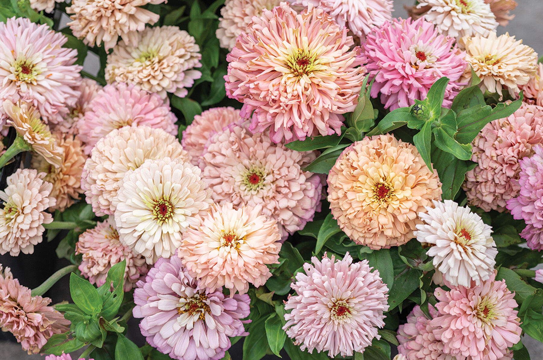 Ballerina - Zinnia Seed | Johnny's Selected Seeds