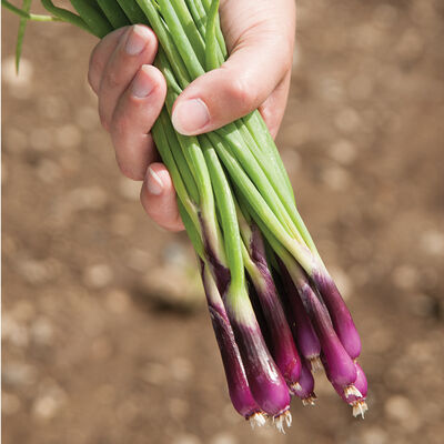 Deep Purple Bunching Onions