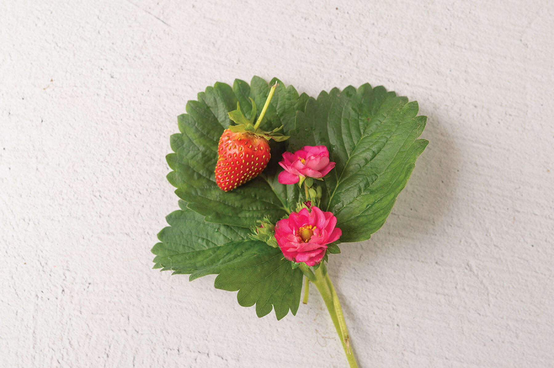 Summer Breeze Cherry Blossom - Everbearing Strawberry Seed