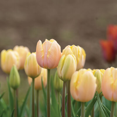 Mango Charm® Tulips