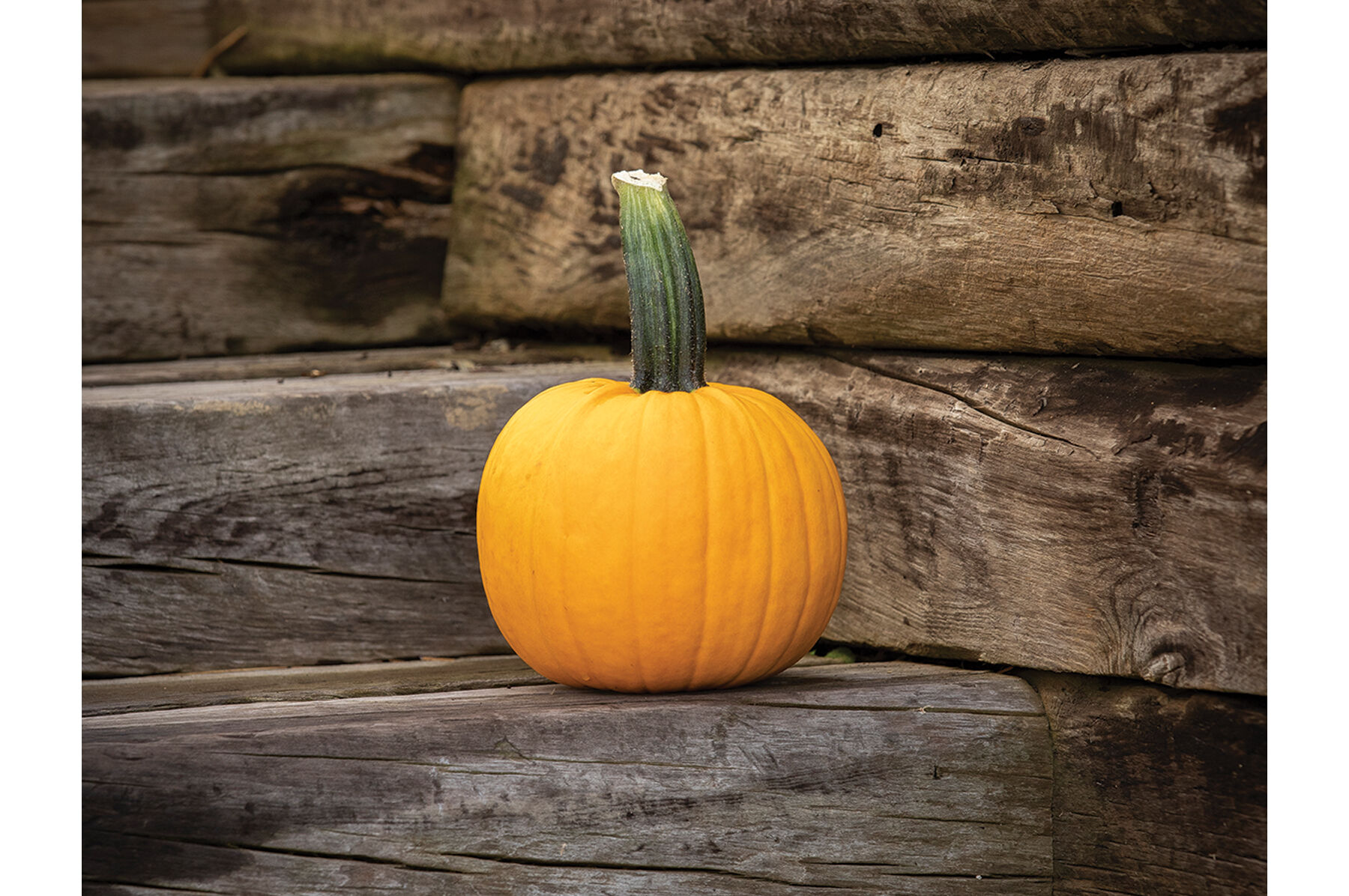 Jack O'Lantern » Buy organic seeds online / Pumpkins
