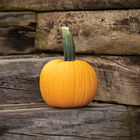 Sunlight PMR Specialty Pumpkins