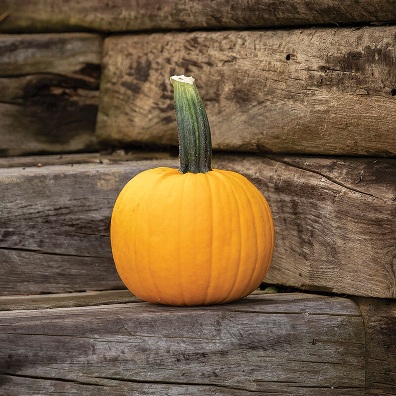 Sunlight PMR Specialty Pumpkins