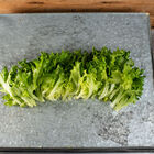 Salanova® Green Batavia Salanova® Lettuce