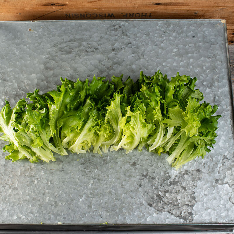 Salanova® Green Batavia Salanova® Lettuce